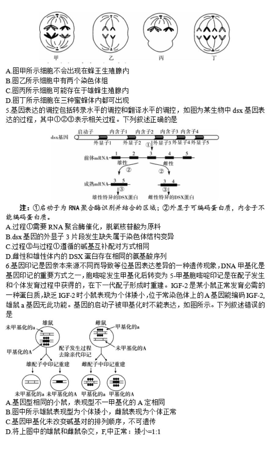 湖南邵阳一模2024届高三上第一次联考生物试卷及答案